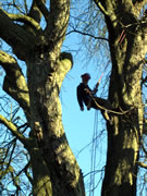 What's an Arboriculturist? Jonathan Astill Aims to Shed Some Light