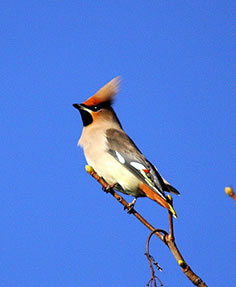 Waxwing