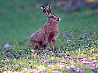 Brown Hare