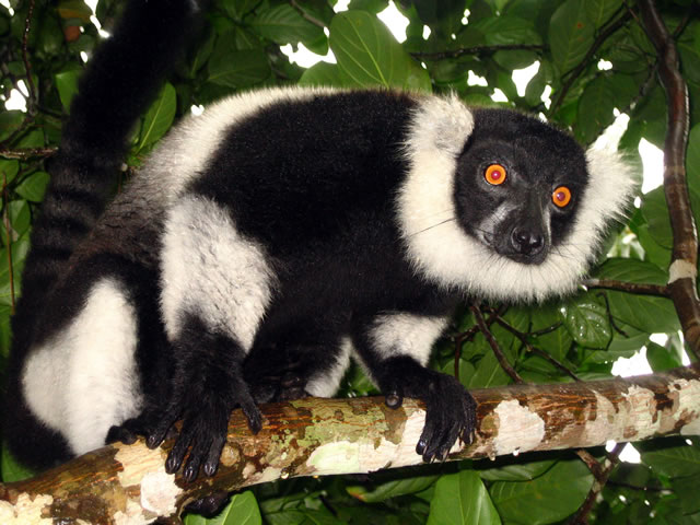 A Ruffed Lemur from Madagascar