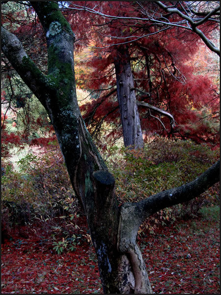 Autumn trees