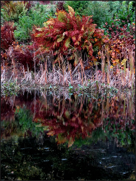 A reflection in the lake