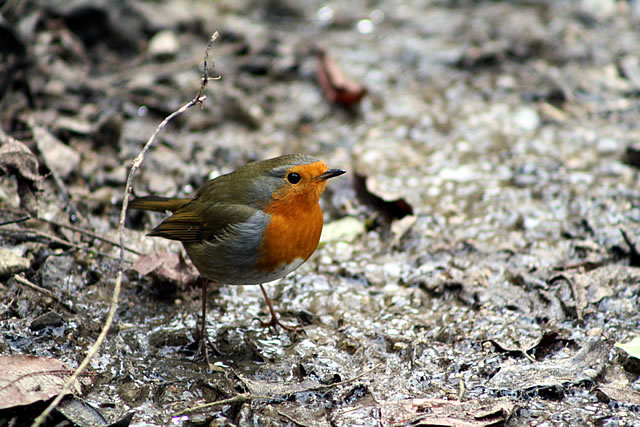 Robin by Lauren Feast