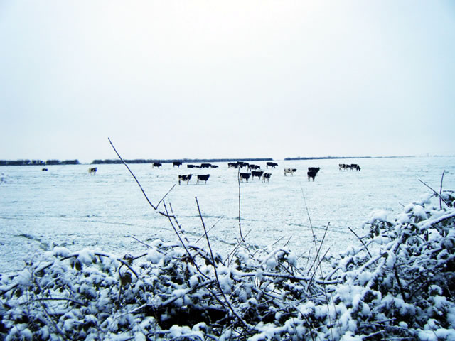 Templecombe in the Snow by Deanne Gray