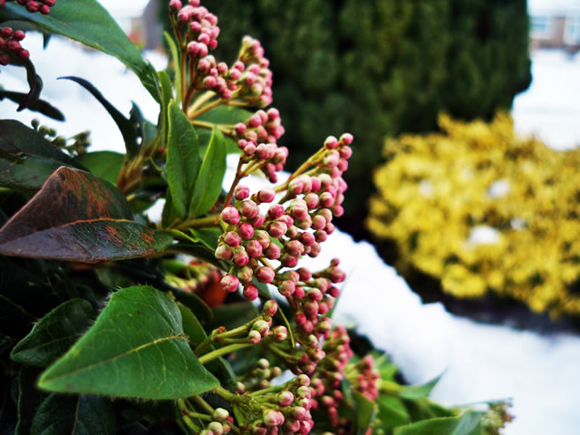 Frosty Flowers by Matthew Ley