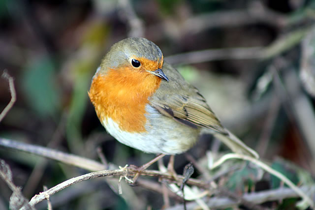 Runner Up - Robin, by Lauren Feast