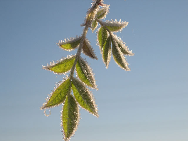 4th Prize - Frosty Leaves by Melanie Giles