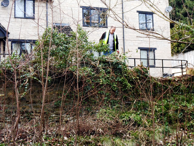 Ivy under attack