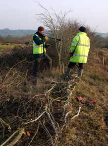 Hedge Laying