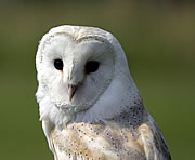 Community Barn Owl Project - A Talk in Bruton