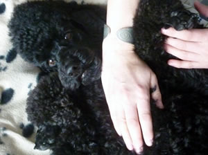 Poodle massage