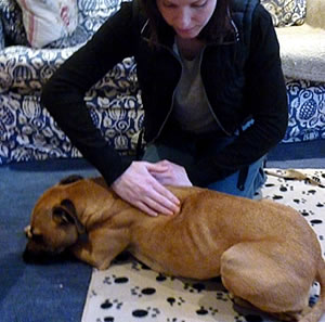 A dog receiving a massage
