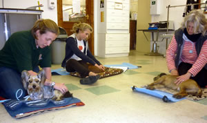 A group learning canine massage techniques