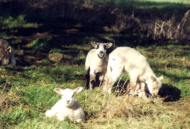 Lambs in a field