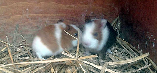 Stolen baby Guinea Pigs