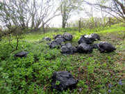 Fly-Tipping in Stoke Trister - Ring Any Bells For Anyone?
