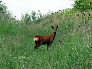 A Carymoor deer