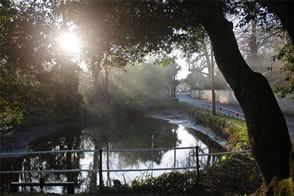 Horsington village pond