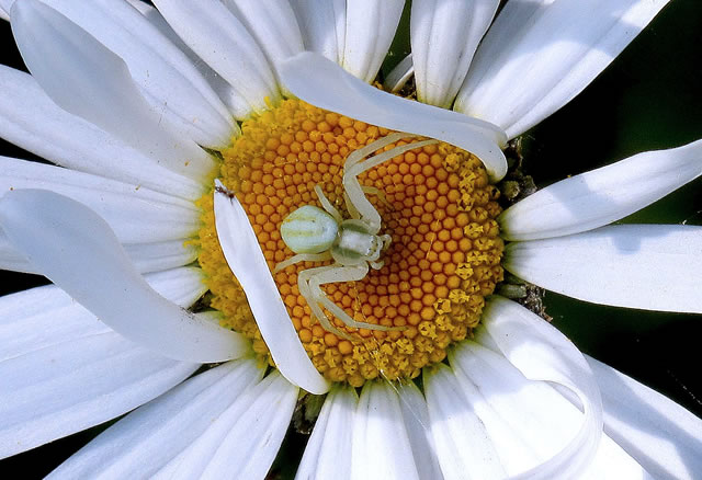 A Crab Spider, no? Apparently they change colour day to day to match the flower!