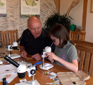 Looking at bees under the microscope