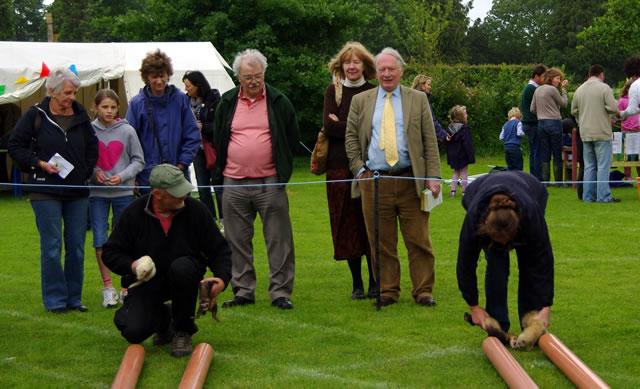 Start of the ferret racing