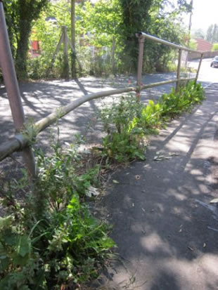 Weeds at the bottom of Penn View
