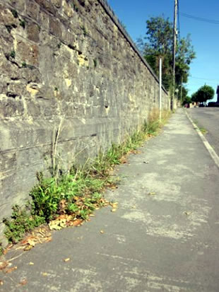 Weeds along the footpath up Bayford Hill