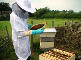 Bob with bees