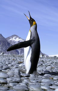 King Penguin