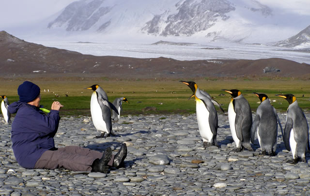 King Penguins in South Georgia