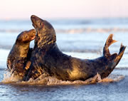 Somerset Wildlife Trust Talk - A Seasonal Look at British Wildlife