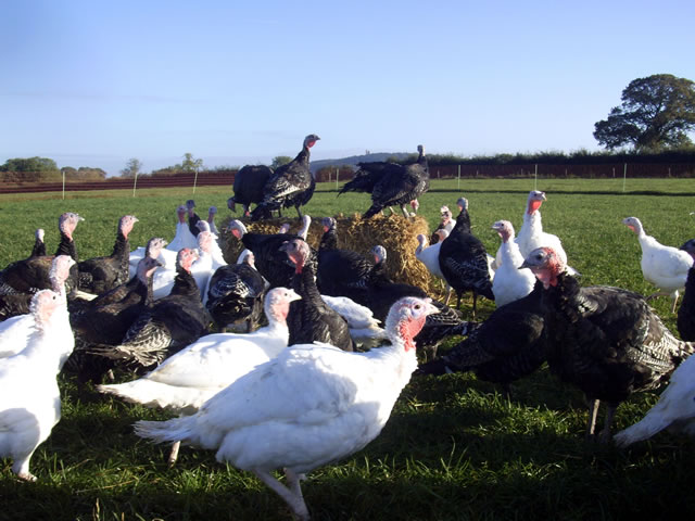 Turkeys on Kimbers' Farm
