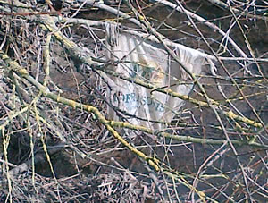 A supermarket shopping bag stuck in a river-side bush