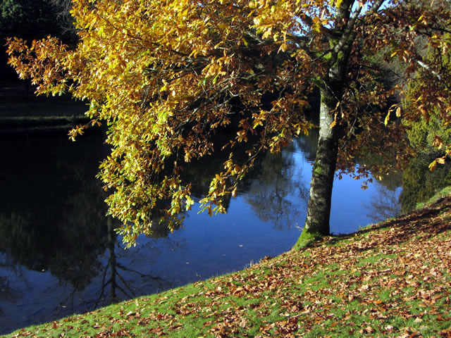 A tree overlooking the large Stourhead Lake