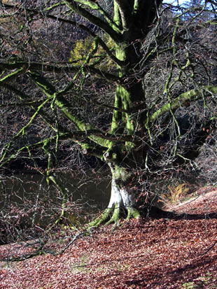 A bare tree