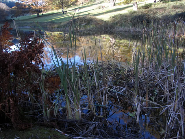 Grasses by one of the Stourhead lakes