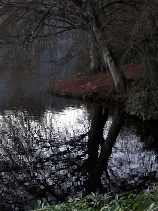 A tree reflected in water