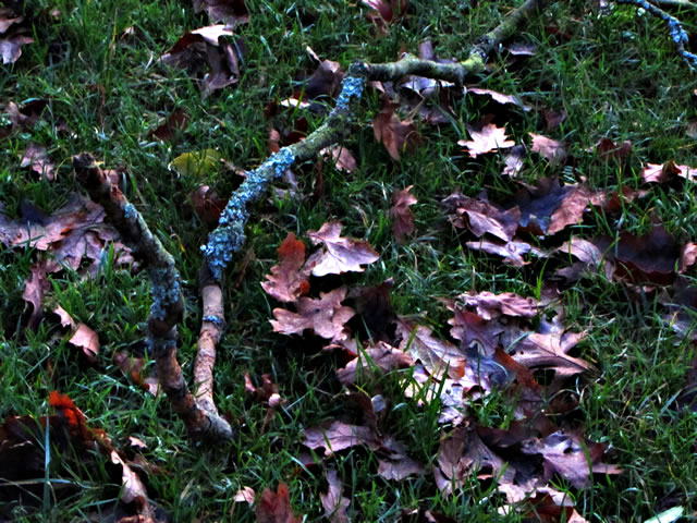 Twigs on the grass