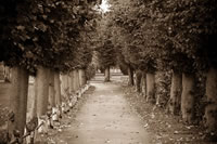 Pathway to Autumn