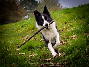 She's a stickler for... sticks!