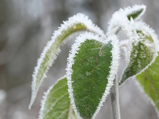 Hoar Frost, by Amanda Pickthall (Ion River)