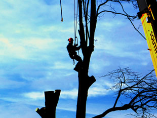 Tree surgeon on South Street, by John Baxter