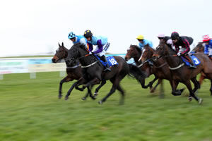 Horses racing, with jockeys on their backs.