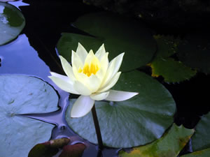 Lotus flower