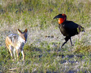 Somerset Wildlife Trust Talk: Wildlife Highlights in Botswana