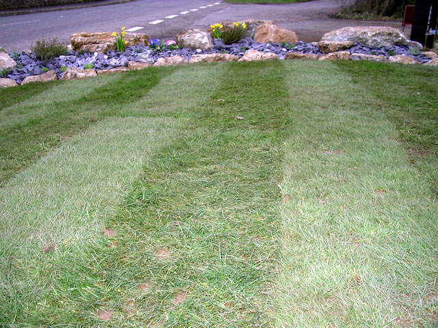 Mowed lawn