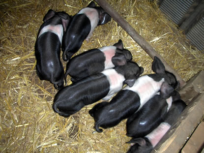 Piglets