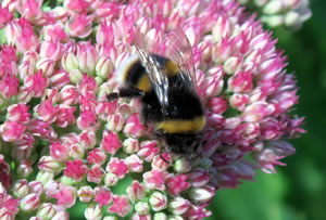 A Bumble Bee on a flower