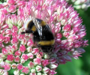 Bee Aware Workshop at Carymoor Environmental Centre