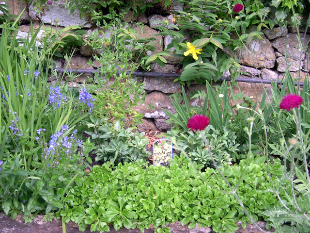 Spring flowers against the background of a stone wall